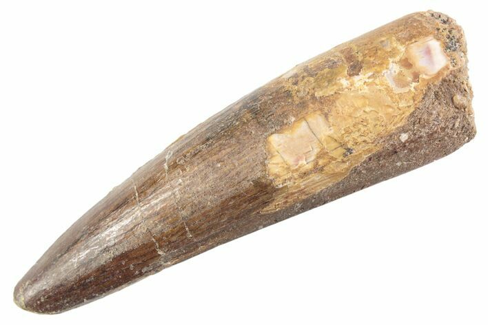 Fossil Spinosaurus Tooth - Real Dinosaur Tooth #360175